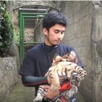 Anak asuh harimau