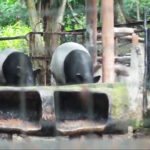 Tapir-Kebun-Binatang-Bandung