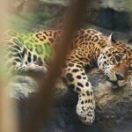 Donasi-Kebun-Binatang