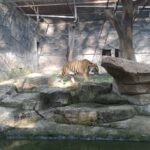 Harimau Zooliday 1