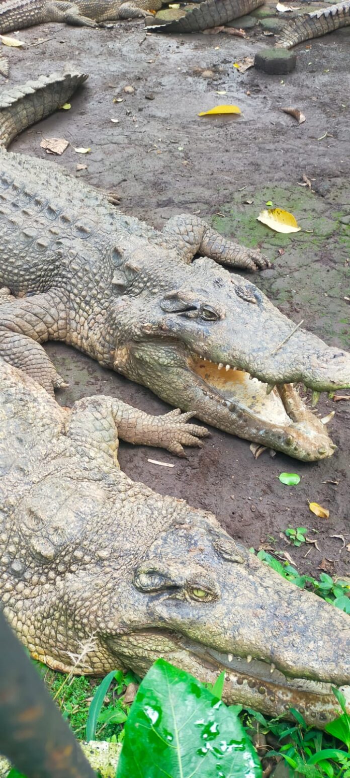 Buaya di Bandung Zoo