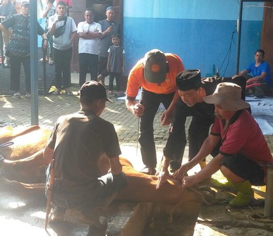 Ketua DKM Masjid bersama para ustad mempersiapkan penyembelihan sapi pertama di Masjid Baiturahman