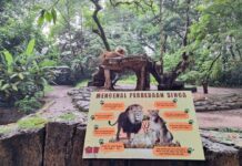 Singa sedang berbaring istirahat di batu tempat favoritnya di Bandung Zoo