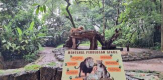 Singa sedang berbaring istirahat di batu tempat favoritnya di Bandung Zoo