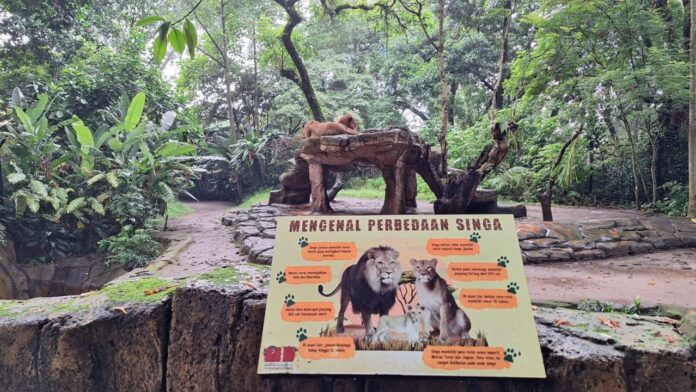 Singa sedang berbaring istirahat di batu tempat favoritnya di Bandung Zoo