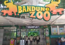 Bandung Zoo Dibuka, Warga Bahagia Terlihat Petugas membuka gerbang Bandung Zoo pada pukul 10 pagi
