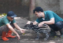 Bandung Zoo Sambut Kelahiran Tapir ke-11, Tunjukkan Komitmen Konservasi Satwa