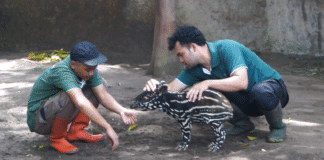 Bandung Zoo Sambut Kelahiran Tapir ke-11, Tunjukkan Komitmen Konservasi Satwa