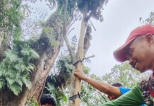 Upaya Hijaukan Kota, Belasan Trembesi Ditanam di Kawasan Perkotaan