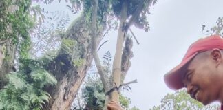 Upaya Hijaukan Kota, Belasan Trembesi Ditanam di Kawasan Perkotaan