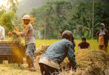 Bos Bulog: El Nino Tidak Ngaruh, Penyerapan Beras Aman, Stok CBP Bisa Makin Perkasa