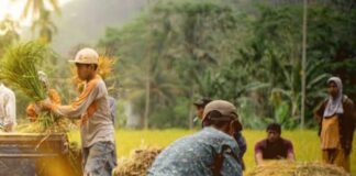 Bos Bulog: El Nino Tidak Ngaruh, Penyerapan Beras Aman, Stok CBP Bisa Makin Perkasa